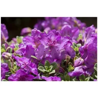 Pflanzen Für Dich Rhododendron keleticum, Zwerg-Rhododendron, lila Blüten, 15–20