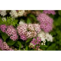 Pflanzen-für-dich.de Spiraea japonica 'Shirobana' p 1 20- 30