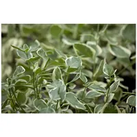 Pflanzen Für Dich Vinca minor 'Ralph Shugert', Immergrün, blau,