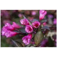 Pflanzen Für Dich Weigela florida 'Alexandra', Weigelie, dunkelrosa, 30–40