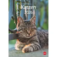 Heye / heye kalender Katzen Kalender 2026
