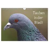 Calvendo Tauben in der Stadt (Wandkalender 2026 DIN A4