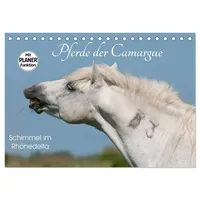 Calvendo Pferde der Camargue – Schimmel im Rhônedelta (Tischkalender