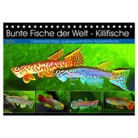 Calvendo Bunte Fische der Welt - Killifische (Tischkalender 2026