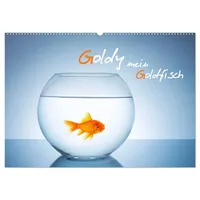 Calvendo Goldy - mein Goldfisch (Wandkalender 2026 DIN A2