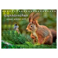 Calvendo Eichhörnchen - immer wieder süß (Tischkalender 2026 DIN