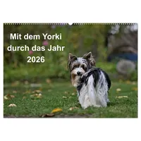 Calvendo Mit dem Yorki durch das Jahr 2026 (Wandkalender