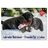 Calvendo Labrador Retriever - Freunde für ́s Leben (Tischkalender