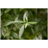 Pflanzen Für Dich Ligustrum vulgare, 40–60 cm