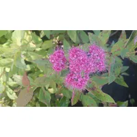 Pflanzen Für Dich Spiraea japonica Froebelii Rote Sommerspiere, 30–40