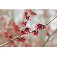 Pflanzen Für Dich Hamamelis intermedia 'Rubin', Zaubernuss, rubinrot, 60–80