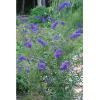 Pflanzen Für Dich Buddleja davidii 'Nanhoensis', Schmetterlingsflieder, 40–60 cm