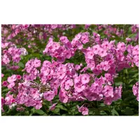 Pflanzen Für Dich Phlox amplifolia 'Minnehaha' p 0,5