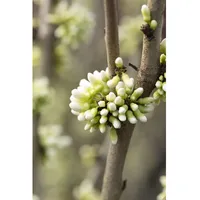 Pflanzen Für Dich Cercis chinensis 'Shirobana', Judasbaum, weiß-rosa Blüten,