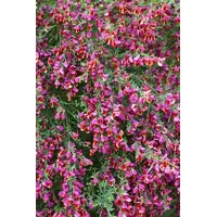 Pflanzen Für Dich Cytisus scoparius Johnson's Crimson', 40–50 cm