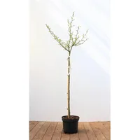 Pflanzen Für Dich Alnus glutinosa 'Imperialis', Schwarzerle, 80-