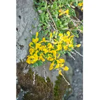 Pflanzen Für Dich Chamaecytisus ratisbonensis Regensburger Ginster, gelb, 20-30