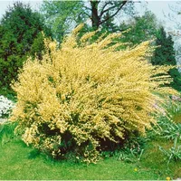 Pflanzen Für Dich Cytisus praecox, Besenginster, gelb, 30–40 cm