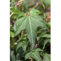 Pflanzen Für Dich Hedera helix 'Green Ripple', Efeu, grün,