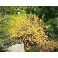 Pflanzen Für Dich Cytisus praecox Warminster Besenginster, gelb, 40–50