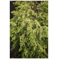 Pflanzen Für Dich Juniperus communis 'Gold Cone', Wacholder, goldgelb,