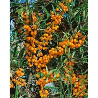 Pflanzen Für Dich Hippophae rhamnoides 'Friesdorfer Orange', Sanddorn, orange,
