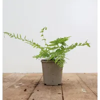 Pflanzen Für Dich Athyrium filix-femina 'Lady in Red' p