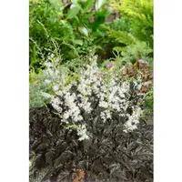 Pflanzen Für Dich Astilbe simplicifolia 'Praecox Alba' P 0,5