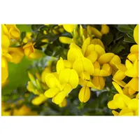 Pflanzen Für Dich Genista tinctoria 'Royal Gold', Färber-Ginster, goldgelb,