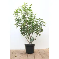 Pflanzen Für Dich Prunus lusitanica 'Angustifolia', Portugiesischer Lorbeer, 40–60