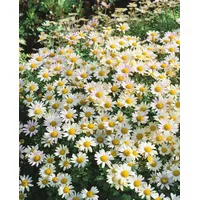 Pflanzen Für Dich Dendranthema Arcticum-Hybr. Stella weiß, ca. 9x9