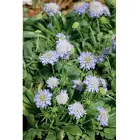 Pflanzen Für Dich Scabiosa japonica var.alpina, Skabiose, ca. 9x9