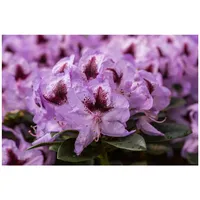Pflanzen Für Dich Rhododendron Hybr. 'Metallica', Rhododendron, 30–40 cm