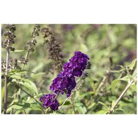 Pflanzen Für Dich Buddleja davidii 'Black Knight', Schmetterlingsflieder, dunkelviolett,
