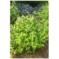Pflanzen Für Dich Buddleja 'Santana', Schmetterlingsflieder, buntlaubig, 40–60 cm