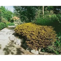 Pflanzen Für Dich Hebe ochracea 'James Stirling', goldgrün, ca.