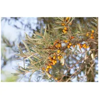 Pflanzen Für Dich Hippophae rhamnoides 'Hergo', Sanddorn, orange Beeren,