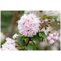 Pflanzen Für Dich Deutzia hybrida 'Pink Pom-Pom', Maiblumenstrauch, rosa,