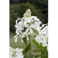 Pflanzen Für Dich Hydrangea paniculata 'Skyfall', 60–80 cm