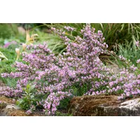 Pflanzen Für Dich Cytisus purpureus, Purpur-Ginster 20-30 cm