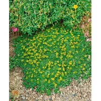 Pflanzen Für Dich Azorella trifurcata 'Nana' p 0,5