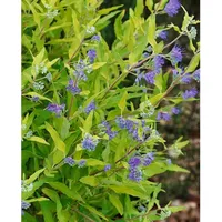 Pflanzen Für Dich Caryopteris clandonensis 'Worchester Gold', 30–40 cm