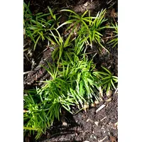 Pflanzen Für Dich Staude Ophiopogon japonicus Minor, 1 St.,