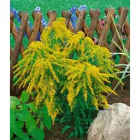 Pflanzen Für Dich Solidaster (x) luteus, gelb, ca. 9x9