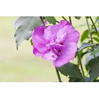 Pflanzen Für Dich Hibiscus syriacus 'Purple Ruffles', Gartenhibiskus, lila,