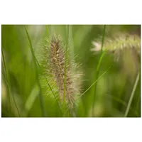 Pflanzen Für Dich Pennisetum alopecuroides 'Little Bunny', Lampenputzergras, kompakt,