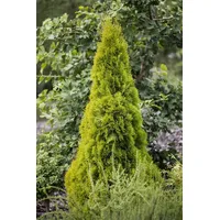 Pflanzen Für Dich Thuja occidentalis 'Golden Smaragd', -r- 60–80