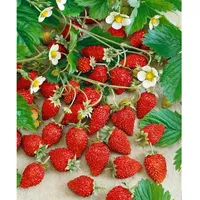 Pflanzen Für Dich Fragaria vesca var. semperfl. Alexandria Walderdbeere,