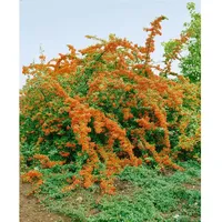 Pflanzen Für Dich Pyracantha 'Bad Zwischenahn' 40-60 cm