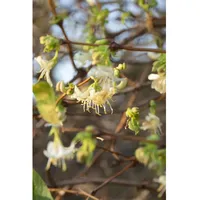 Pflanzen Für Dich Lonicera purpusii, Winter-Heckenkirsche, cremeweiß, 80–100 cm
